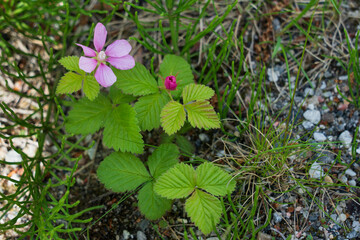 Arctic bramble (Rubus arcticus)