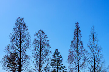青空の下に並ぶ落葉樹の冬景色