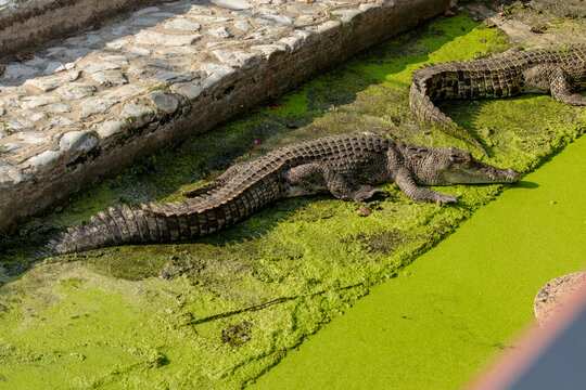 Crocodiles lying on the ground that cover with green common swamp Lemna. Crocodile animal on tropical environment. Portrait wildlife