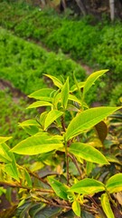 Obraz premium Hand picking fresh green tea leaves from a bush at a plantation. a gardener harvesting young tea shoots in a lush tea garden. Fresh organic tea leaves being inspected on a tea estate. asia green tea