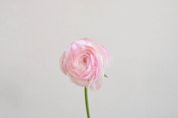 ピンクのラナンキュラス