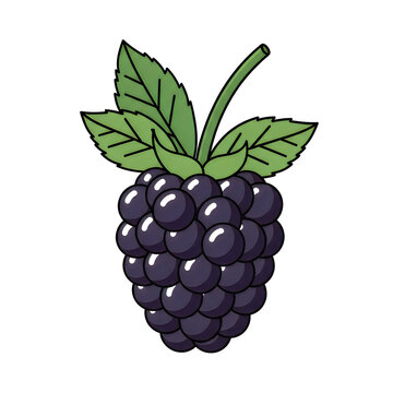 A cluster of blackberries with green leaves and stem depicted in a simple illustration style