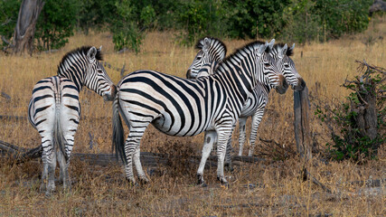 Obraz premium Small Herd of Burchell's Zebras Standing in the African Savannah Bush