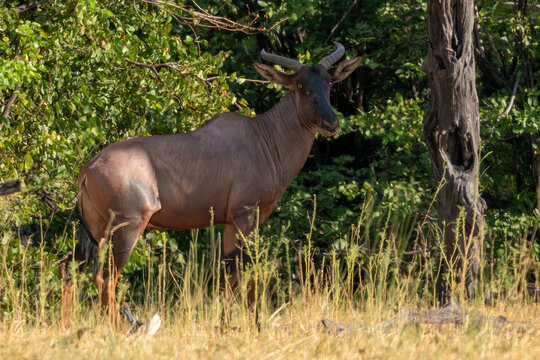 Tsessebe Antelope Standing in the African Bushveld, Botswana