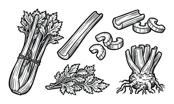 Celery stalks and celeriac root vector illustration set in detailed engraving style.