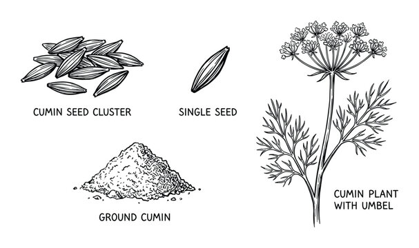 Cumin plant vector illustration: seed cluster, single seed, ground cumin, cumin plant with umbel