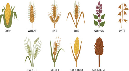 Cereal crops vector set with names. Corn, wheat, rye, quinoa, oats, barley, millet and sorghum illustration. Agriculture grain collection for farm and organic food design. © IVY QUEEN