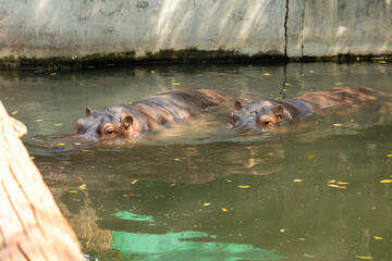 Fototapeta premium Two hippopotamuses are in the water, large hippo in the zoo, national wildlife animal. Hippopotamus in waterhole.