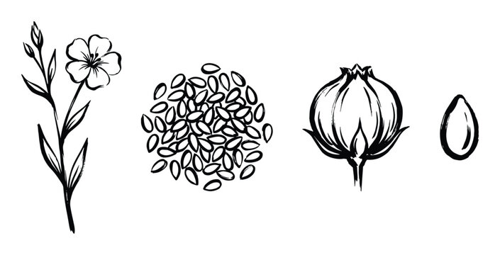 Flax plant drawing, seeds, pod and seed isolated illustration.