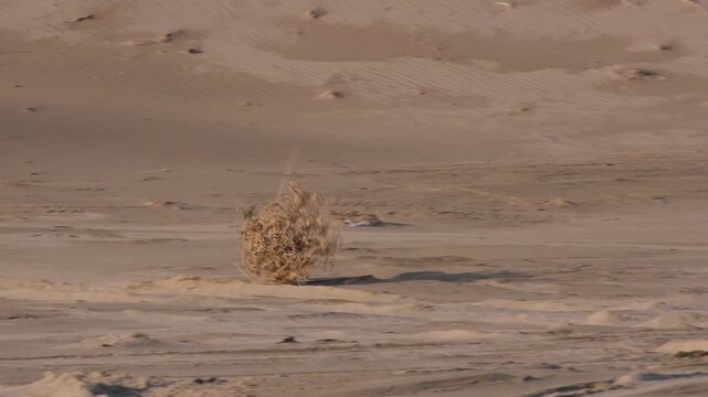 A dry tumbleweed rolls across endless sand dunes under the influence of the wind. Minimalistic desert landscape with soft shadows on the dunes. A symbol of loneliness, wandering and wild nature in the
