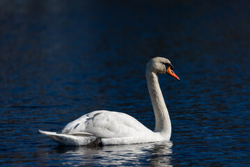 Fototapeta premium Elegant white mute swan swimming on the deep blue water