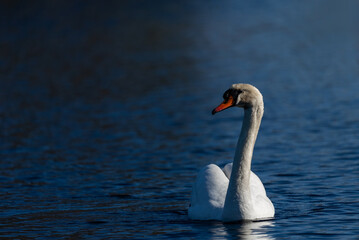 Elegant white mute swan swimming on the deep blue water