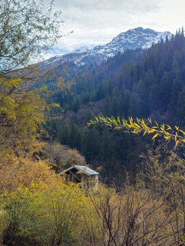 Vertical Landscape View of Secluded Mountain Hut Hidden in Golden Autumn Foliage with Snow Dusted Himalayan Peaks in Background Himachal Pradesh.