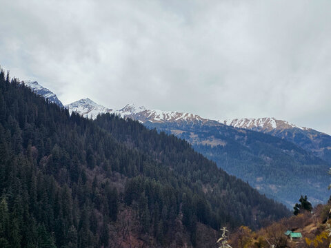 Horizontal Landscape View of Dense Dark Green Coniferous Forest Slope Contrasting with Distant Snow Capped Himalayan Peaks in Himachal Pradesh.