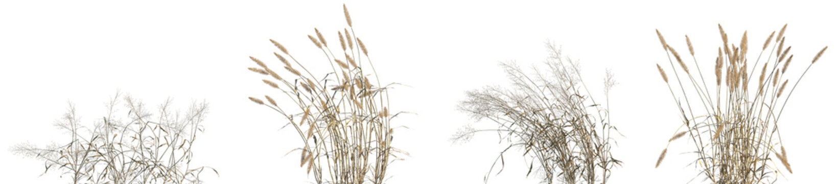 Set of dry Capillipedium assimile and Setaria viridis isolated frontal png on a transparent background perfectly cutout