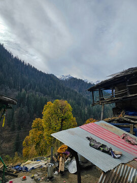 Vertical View of Vibrant Golden Autumn Tree and Rustic Mountain Houses Overlooking Dense Pine Forest and Snowy Himalayan Peaks in Himachal Pradesh.