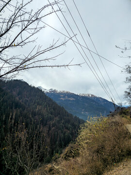 Vertical Landscape View of Dense Pine Forest Slope and Power Lines Overlooking Snow Capped Himalayan Peaks in Himachal Pradesh India.