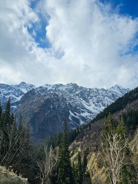 Vertical Landscape View of Majestic Snow Dusted Himalayan Mountain Peaks Under Blue Cloudy Sky with Pine and Leafless Trees in Himachal Pradesh India.