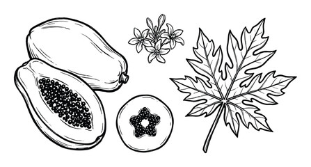 Fototapeta premium Papaya fruits with leaf and flowers vector illustration. Hand drawn papaya slice with seeds