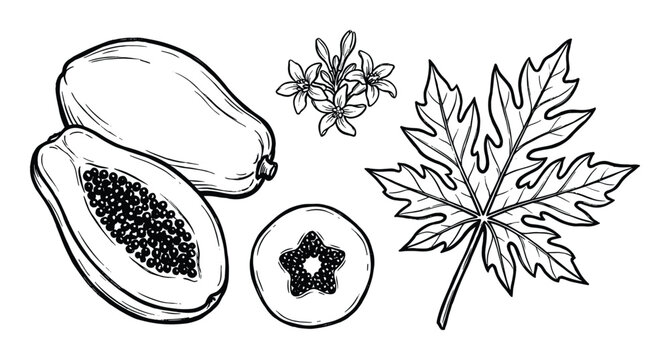 Papaya fruits with leaf and flowers vector illustration. Hand drawn papaya slice with seeds