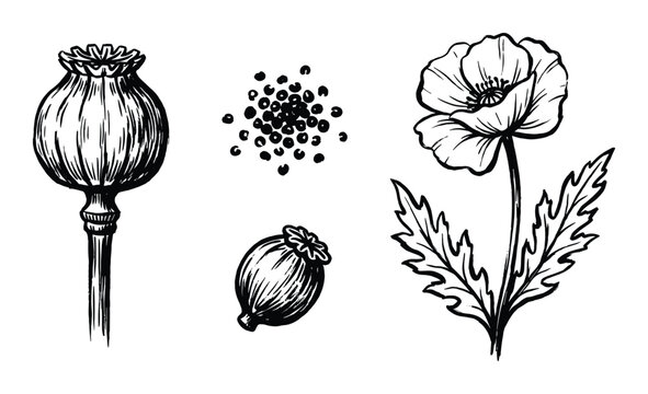 Poppy plant drawing with seed pods and flower blossom, black and white line art