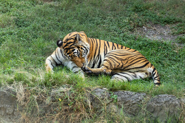 A large beautiful tiger is lying down on the green grass field. Bengal tiger licking and cleaning its fur and paws while lying in the meadow at wildlife animal park. Animal live in a zoo.