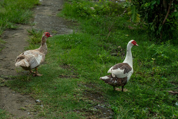 white duck in the park
