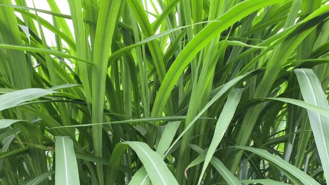 Elephant grass plants (Pennisetum purpureum) grow abundantly with lush, fresh green leaves, gently blown by the wind in a beautiful natural setting.