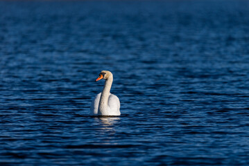 White swan on the blue water of a wild pond