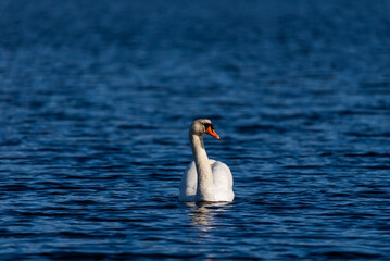 Fototapeta premium White swan on the blue water of a wild pond