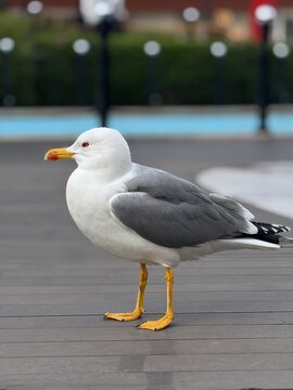 bird