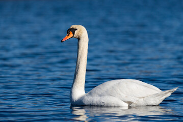 Fototapeta premium White swan on the blue water of a wild pond