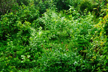 Obraz premium A lush green forest with lots of grass and plants.