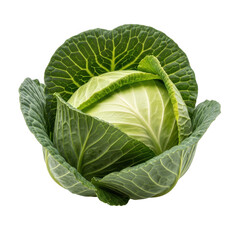 Obraz premium Fresh green cabbage head