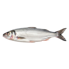 A close-up view of a silver fish with distinct scales and fins