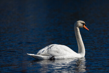 Obraz premium Elegant white mute swan swimming on the deep blue water