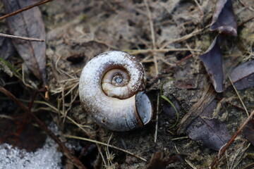 Spiral snail shell on forest ground with ice, natural abstract macro texture