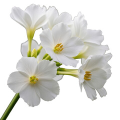 A close-up view of delicate white flowers with yellow centers