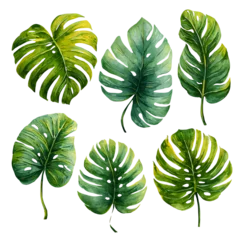 Watercolor monstera leaves collection on white background © MdOmar