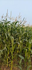 Obraz premium Fresh green Corn plants agriculture field