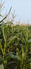 Fresh green Corn plants agriculture field