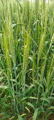 Obraz premium Green wheat plants at agriculture field