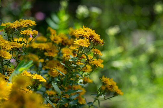 Inula spiraeifolia spirea-leaved fleabane flowers in bloom, beautiful summer autumn yellow flowering ornamental plant