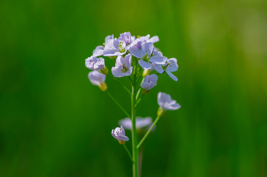 Cardamine pratensis cucko flower in bloom, group of petal flowering mayflowers on the meadow