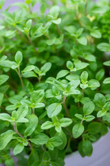 Fresh green marjoram herb growing in a white pot outdoors with natural light and soft blurred green background
