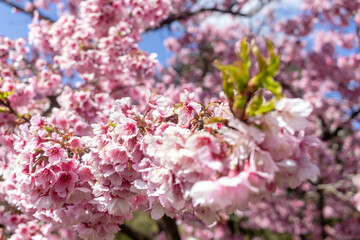 Fototapeta premium Beautiful pink cherry blossoming flower branches on nature outdoors. Japanese Sakura blossom in spring season. Dreamy romantic image spring. Sakura blooming at Doi Ang Khang, Chiang Mai Thailand.