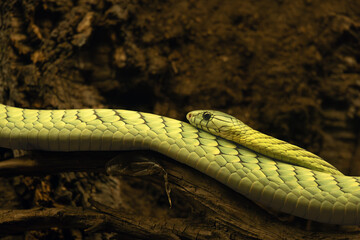 Fototapeta premium Western green mamba (Dendroaspis viridis), portrait of the large green venomous snake of West Africa.