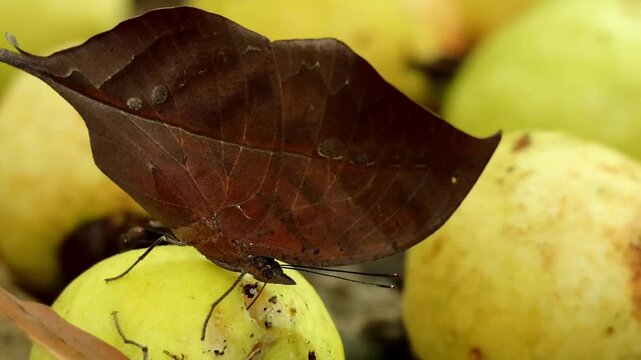 Macro slowmotion video capturing a dead leaf butterfly kallima inachus feeding on a ripe fallen guava fruit lying on the forest floor in Himachal Pradesh, India.