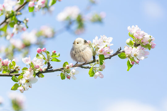 Little bird perching on branch of blooming apple tree with pink flowers. Long-tailed tit. Springtime. Aegithalos caudatus