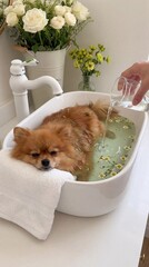 Pomeranian dog relaxing in bathtub with flowers and water being poured  